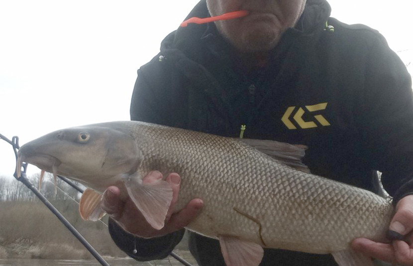 Fownhope barbel for GS from Hemel Hempstead
